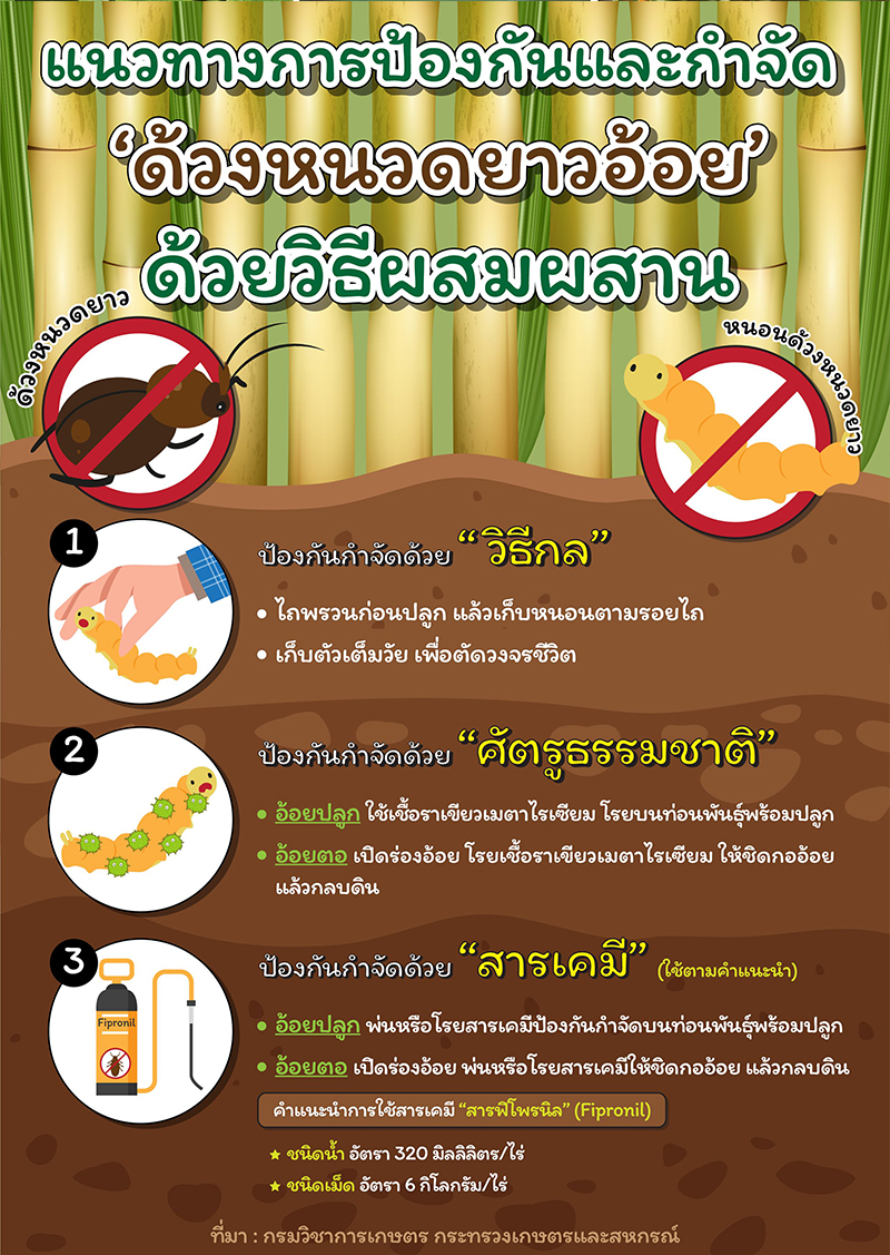แนวทางการป้องกันและกำจัด-003.jpg