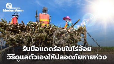รับมือแดดร้อนในไร่อ้อย วิธีดูแลตัวเองให้ปลอดภัยหายห่วง