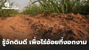 รู้จักดินดี เพื่อไร่อ้อยที่งอกงาม