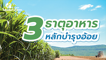 3 ธาตุอาหารหลักบำรุงอ้อย
