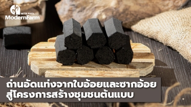 ถ่านอัดแท่งจากใบอ้อยและซากอ้อย สู่โครงการสร้างชุมชนต้นแบบ