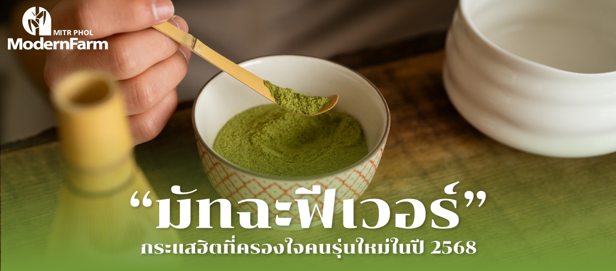 มัทฉะฟีเวอร์ กระแสฮิตที่ครองใจคนรุ่นใหม่ในปี 2568!