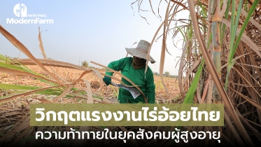 วิกฤตแรงงานไร่อ้อยไทย ความท้าทายในยุคสังคมผู้สูงอายุ