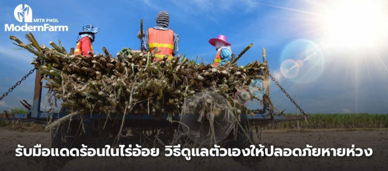 รับมือแดดร้อนในไร่อ้อย วิธีดูแลตัวเองให้ปลอดภัยหายห่วง