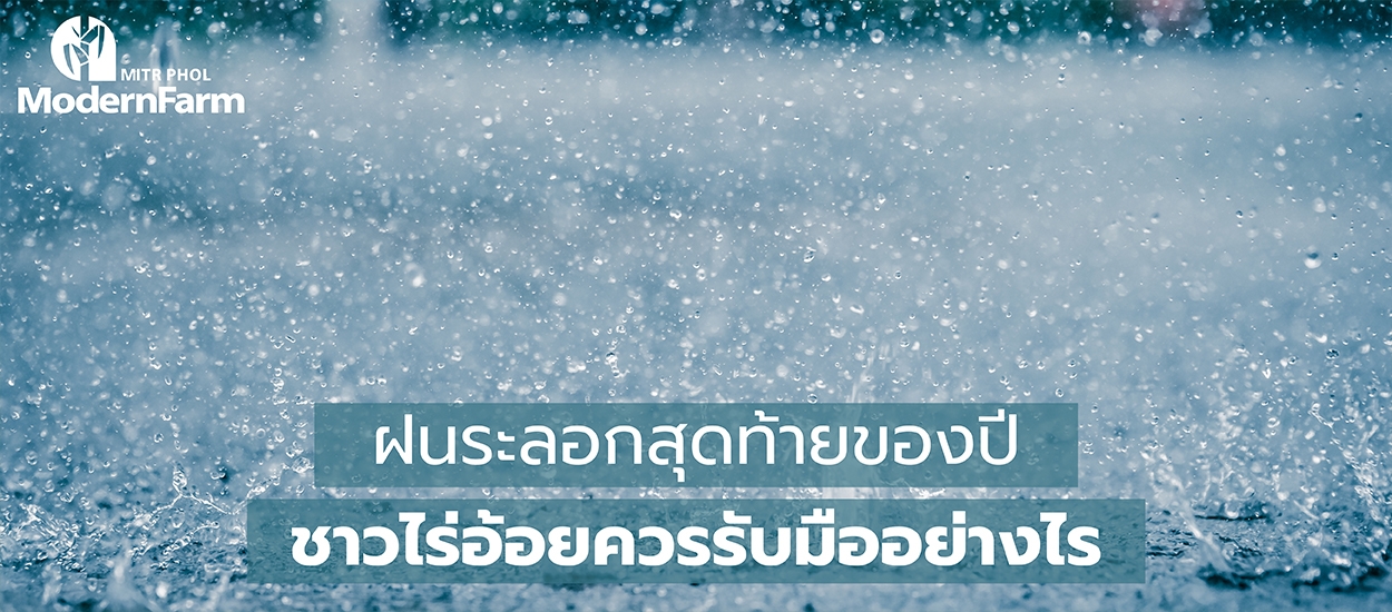 ฝนระลอกสุดท้ายของปี ชาวไร่อ้อยควรรับมืออย่างไร