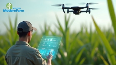 AI ผู้ช่วยคนเก่งของเกษตรกรยุคใหม่ ตรวจผลผลิตแม่นยำกว่าเดิม