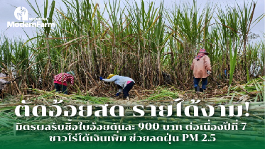 ตัดอ้อยสด รายได้งาม! มิตรผลรับซื้อใบอ้อยตันละ 900 บาท ต่อเนื่องปีที่ 7 ชาวไร่ได้เงินเพิ่ม ช่วยลดฝุ่น PM 2.5