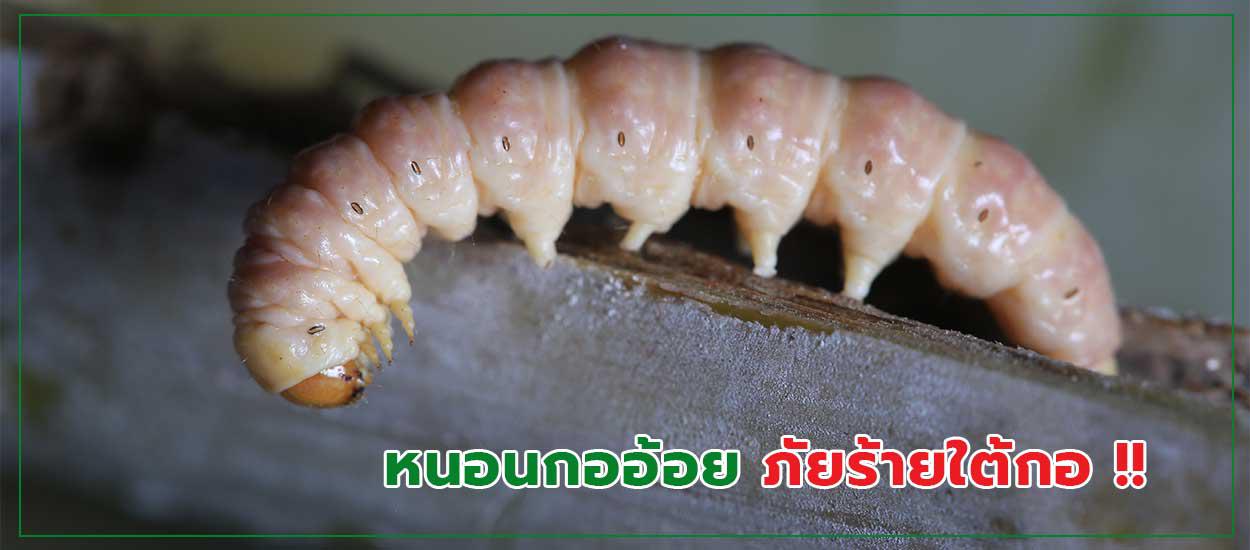 หนอนกออ้อย ภัยร้ายใต้กอ