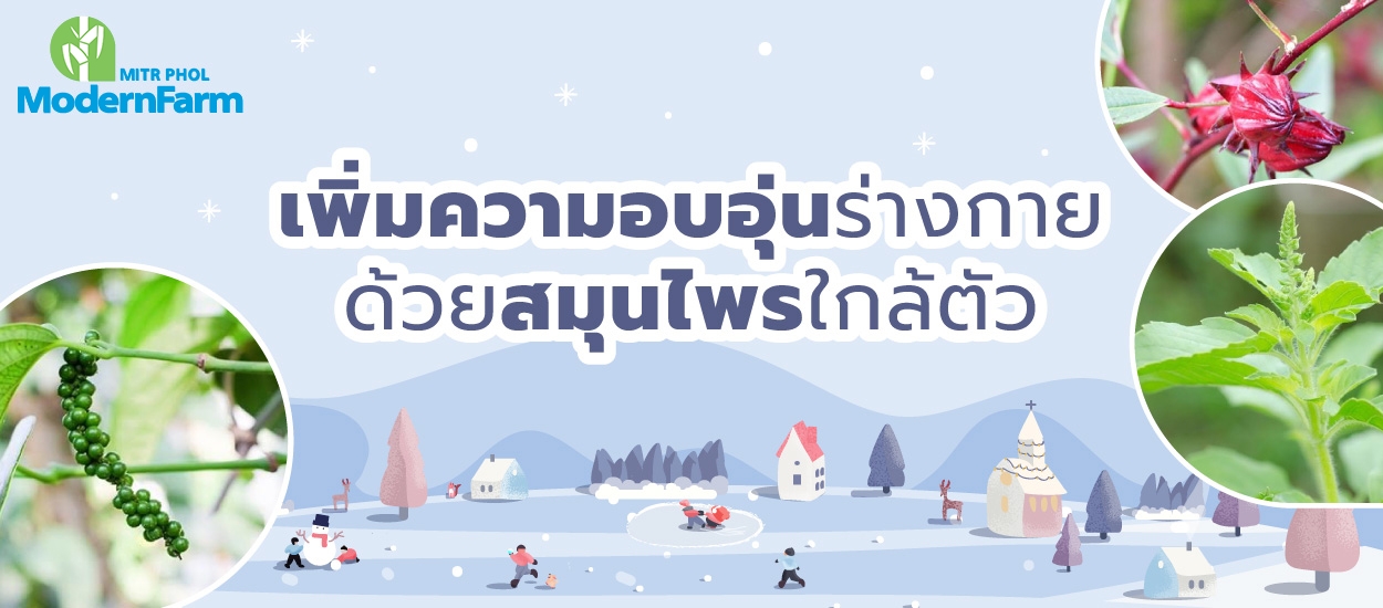เพิ่มความอบอุ่นร่างกายด้วยสมุนไพรใกล้ตัว