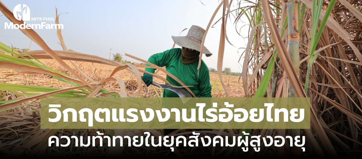 วิกฤตแรงงานไร่อ้อยไทย ความท้าทายในยุคสังคมผู้สูงอายุ