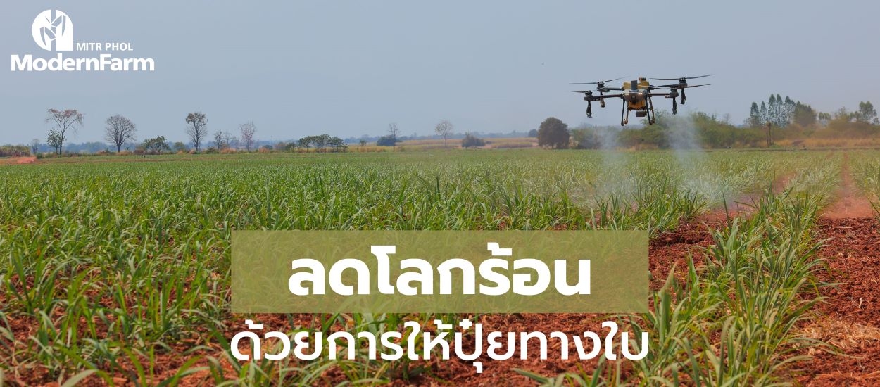 ลดโลกร้อน ด้วยการให้ปุ๋ยทางใบ