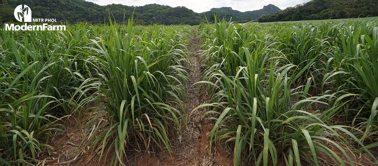 Farm Layout คืออะไร?