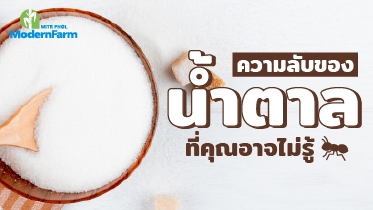 ความลับของน้ำตาลที่คุณอาจไม่รู้