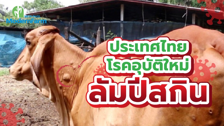 รู้จัก “โรคลัมปี สกิน” ระบาดในวัว คนกินเนื้อได้รับอันตรายหรือไม่?