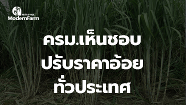 ครม.เห็นชอบ ปรับราคาอ้อยตันละ 1,083.86 บาท ทั่วประเทศ