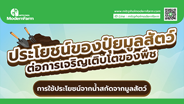 ประโยชน์ของปุ๋ยมูลสัตว์ต่อการเจริญเติบโตของพืช
