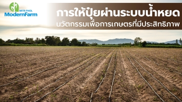การให้ปุ๋ยผ่านระบบน้ำหยด นวัตกรรมเพื่อการเกษตรที่มีประสิทธิภาพ