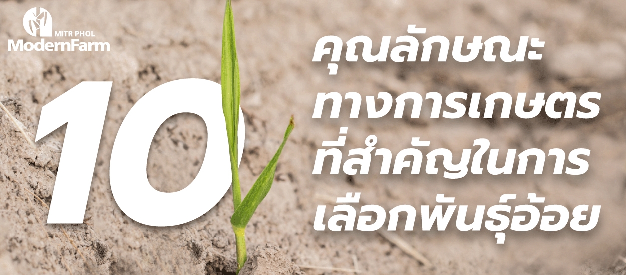 10 คุณลักษณะทางการเกษตรที่สำคัญในการเลือกพันธุ์อ้อย
