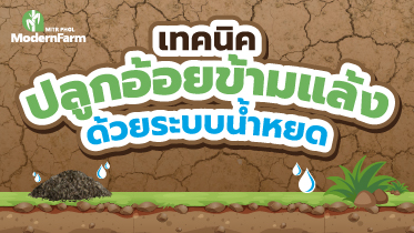 เทคนิคปลูกอ้อยข้ามแล้งด้วยระบบน้ำหยด