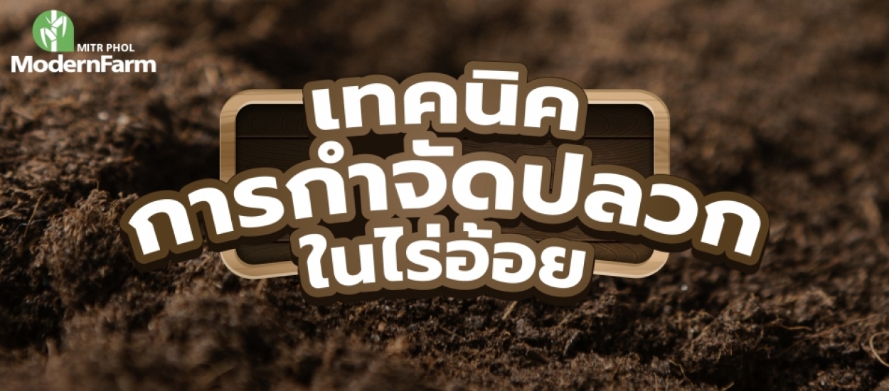 4 เทคนิคกำจัดปลวกในไร่อ้อย