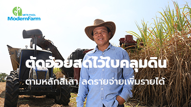 -ผู้ใหญ่อนันต์ เนตรหาญ- ตัดอ้อยสดไว้ใบคลุมดิน ตามหลักสี่เสา ลดรายจ่ายเพิ่มรายได้