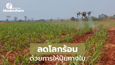 ลดโลกร้อน ด้วยการให้ปุ๋ยทางใบ