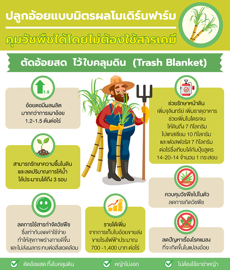 ปลูกอ้อยแบบมิตรผล-003.jpg