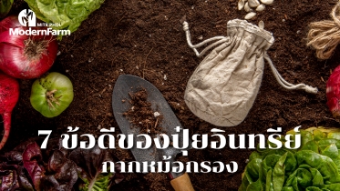 7 ข้อดีของปุ๋ยอินทรีย์กากหม้อกรอง