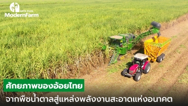 ศักยภาพของอ้อยไทย จากพืชน้ำตาลสู่แหล่งพลังงานสะอาดแห่งอนาคต