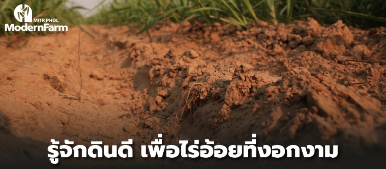 รู้จักดินดี เพื่อไร่อ้อยที่งอกงาม