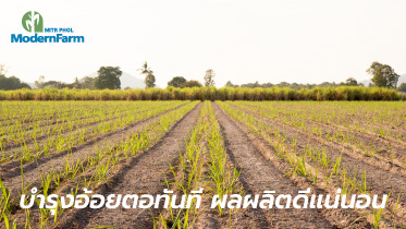 บำรุงอ้อยตอทันที ผลผลิตดีแน่นอน