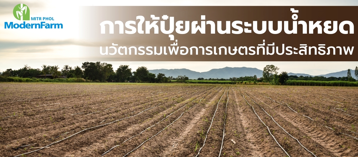 การให้ปุ๋ยผ่านระบบน้ำหยด นวัตกรรมเพื่อการเกษตรที่มีประสิทธิภาพ