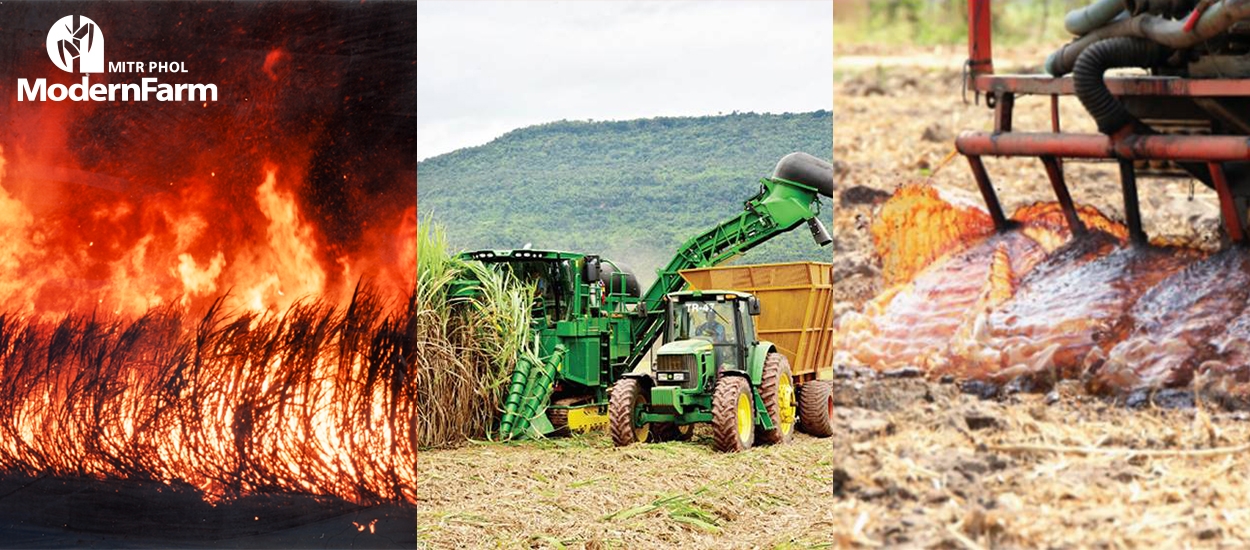 FIREBREAK: ออกแบบแปลงอ้อยอย่างไร ให้เป็นแนวกันไฟ ร่วมกับการเพิ่มผลผลิต