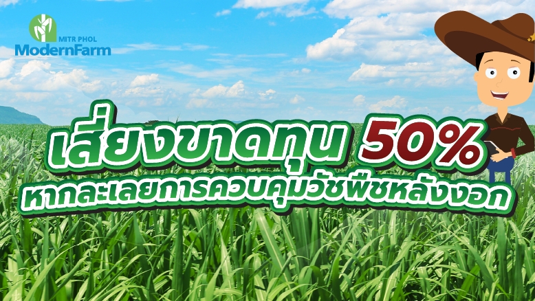 เสี่ยงขาดทุนถึง 50% หากละเลยการควบคุมวัชพืชหลังงอก