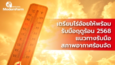 เตรียมไร่อ้อยให้พร้อมรับมือฤดูร้อน 2568 : แนวทางรับมือสภาพอากาศร้อนจัด