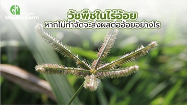 วัชพืชในไร่อ้อย หากไม่กำจัด จะส่งผลต่ออ้อยอย่างไร