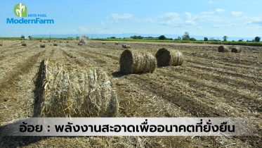 อ้อย : พลังงานสะอาดเพื่ออนาคตที่ยั่งยืน